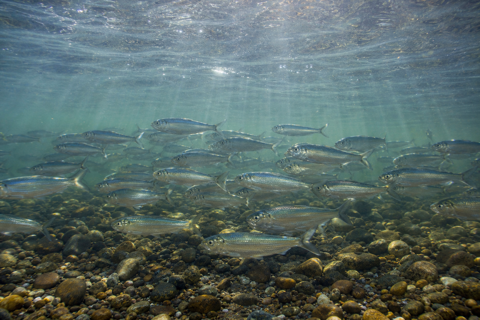 Alewife and Blueback Herring