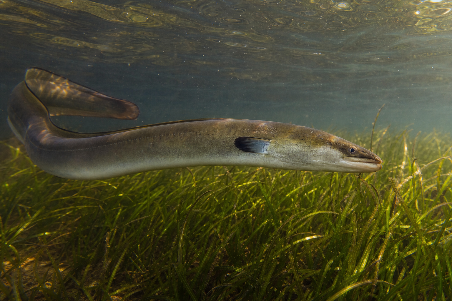 American Eel