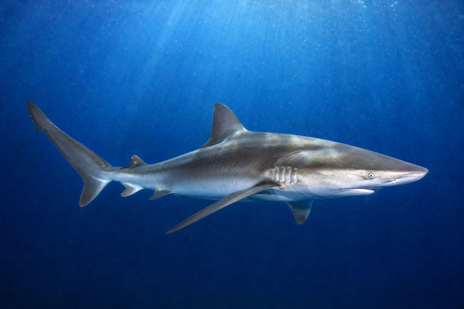 Atlantic Sharpnose Shark