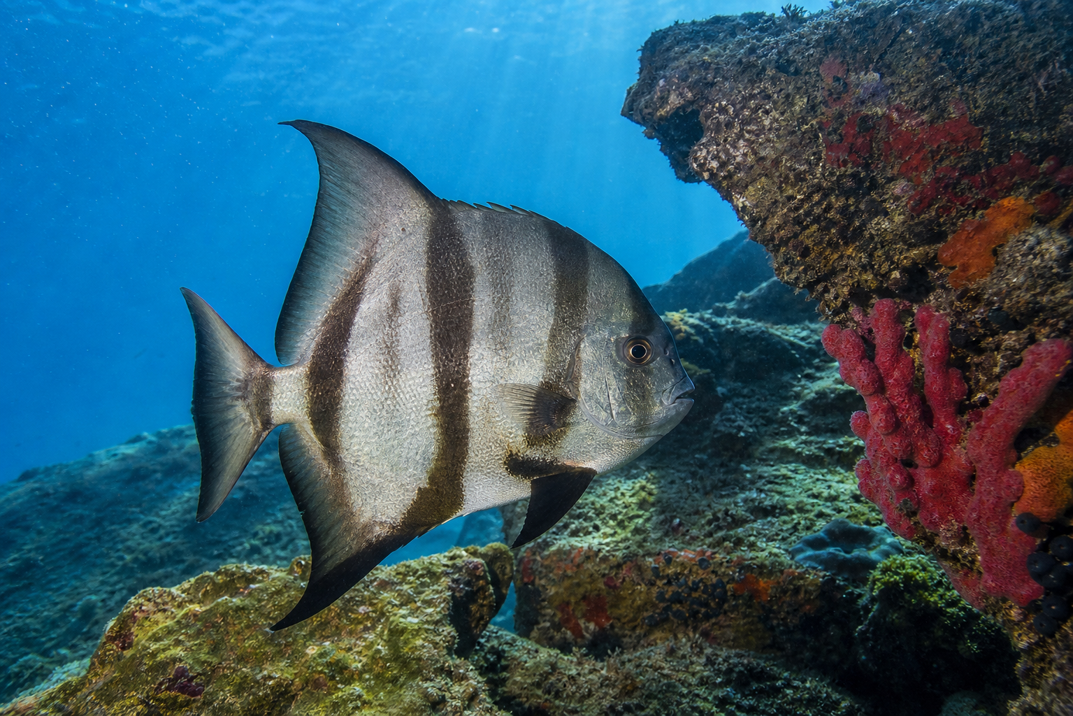Atlantic Spadefish
