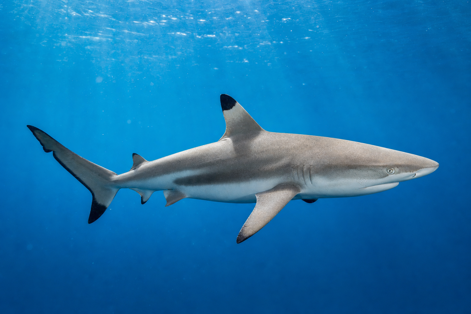 Blacktip Shark