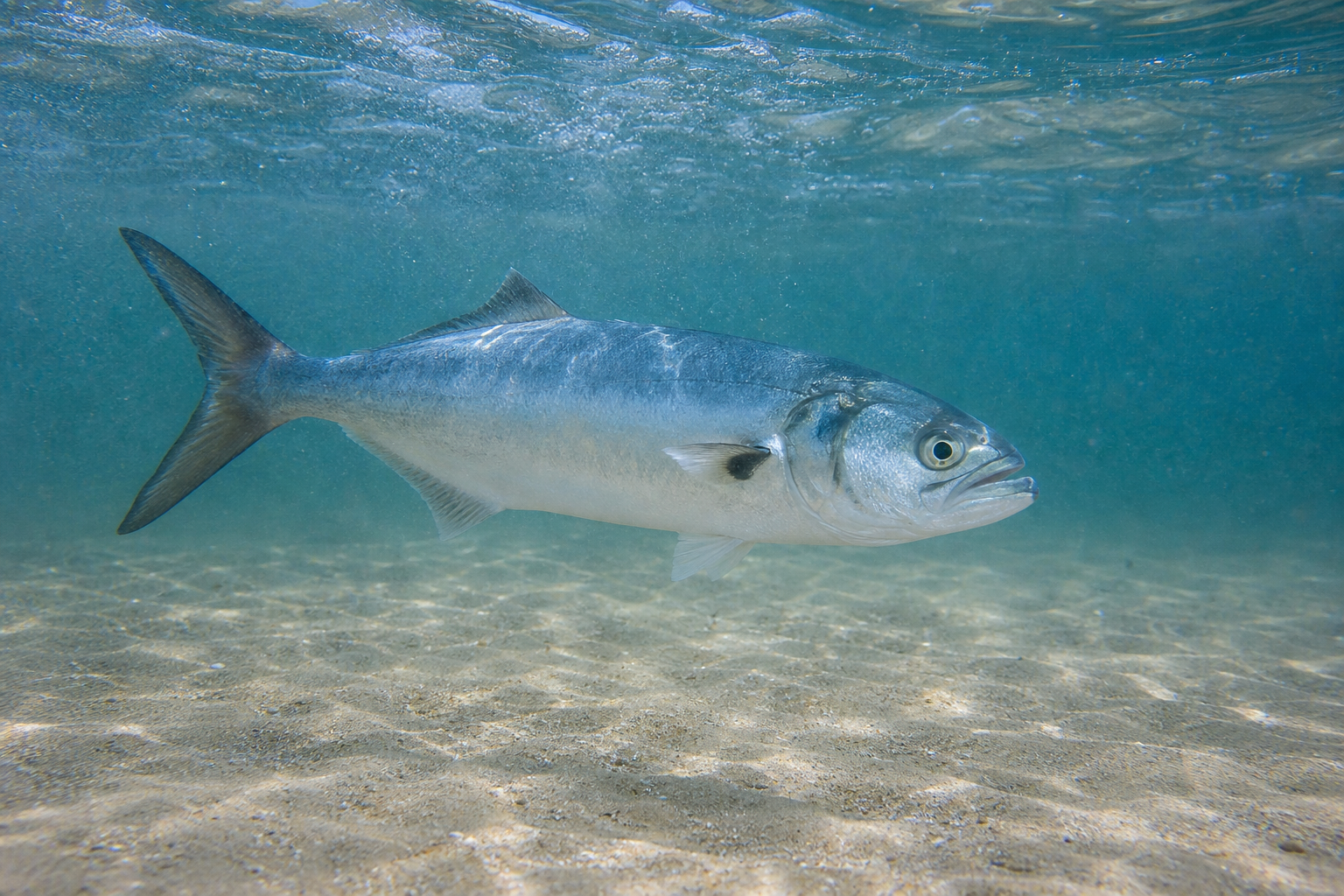 Bluefish