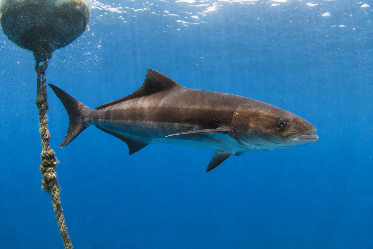 Cobia