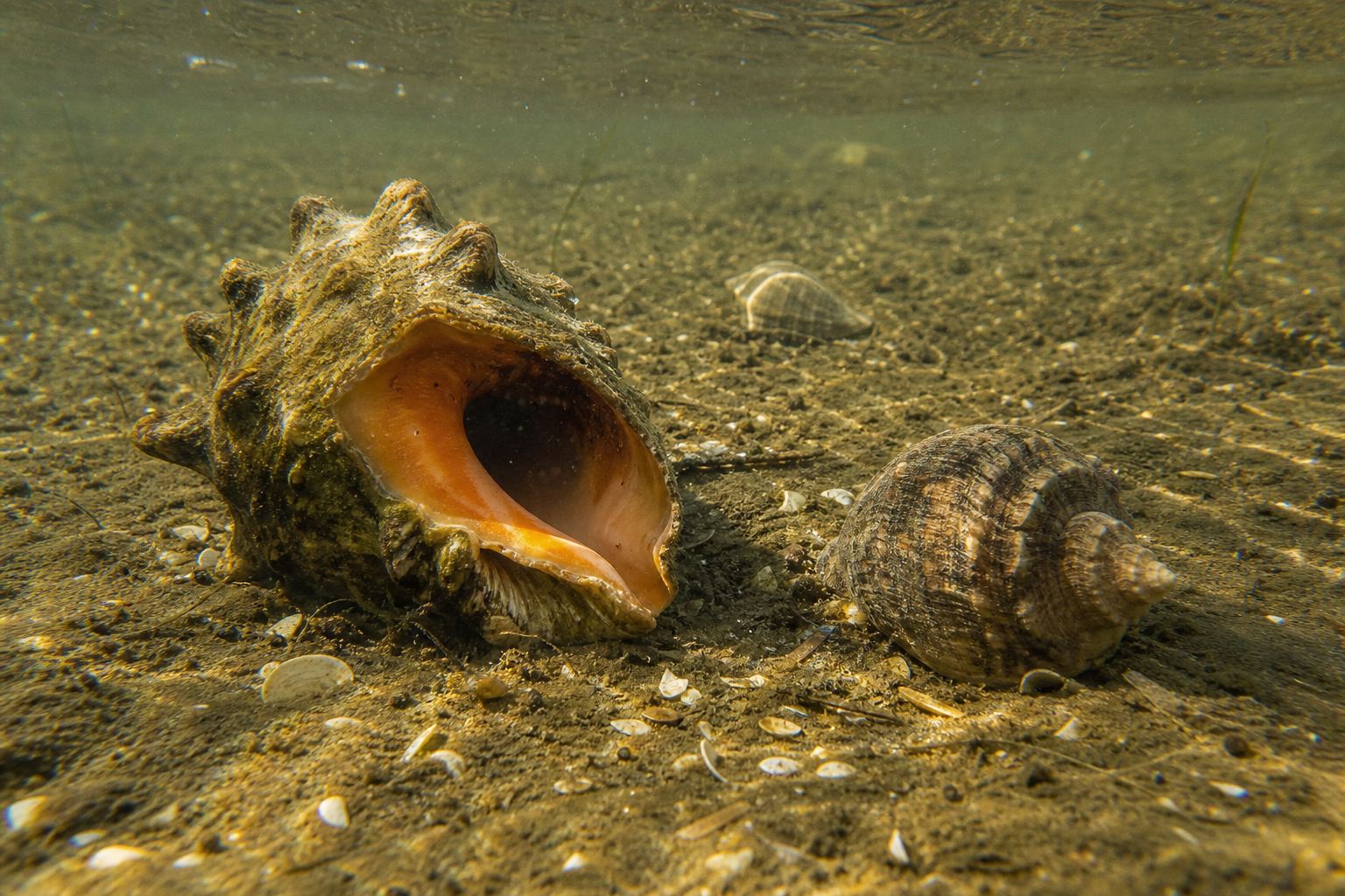 Conchs and Whelks