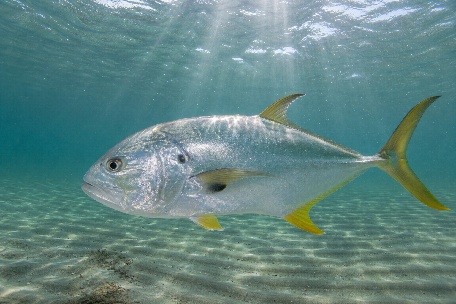 Crevalle Jack