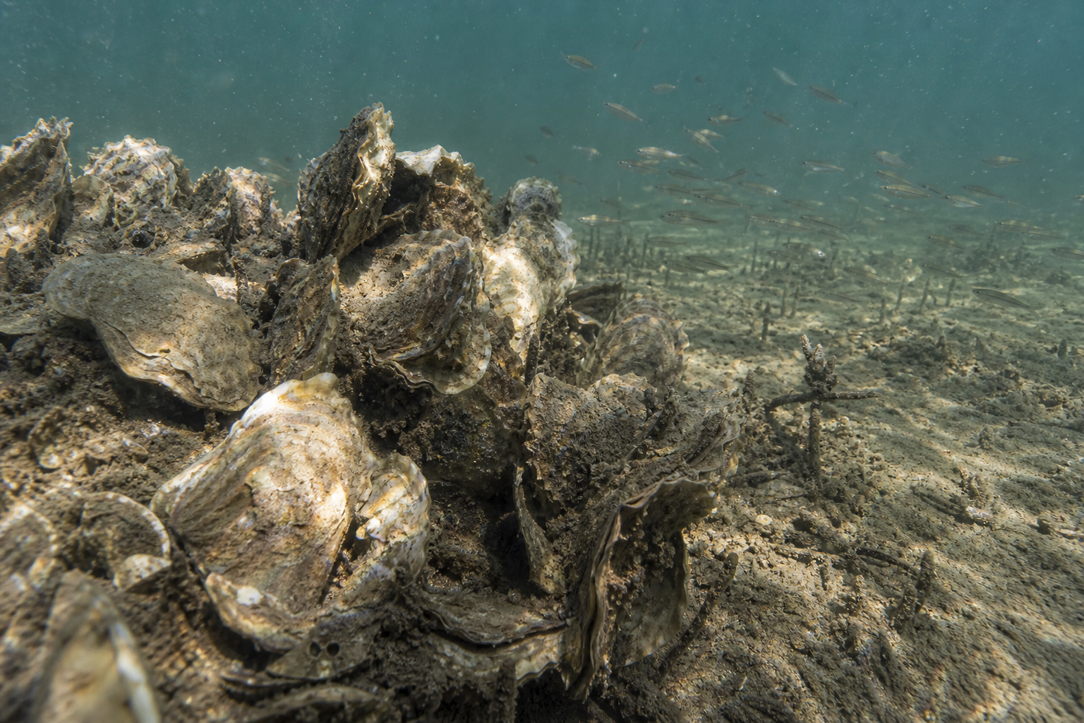 Eastern Oyster