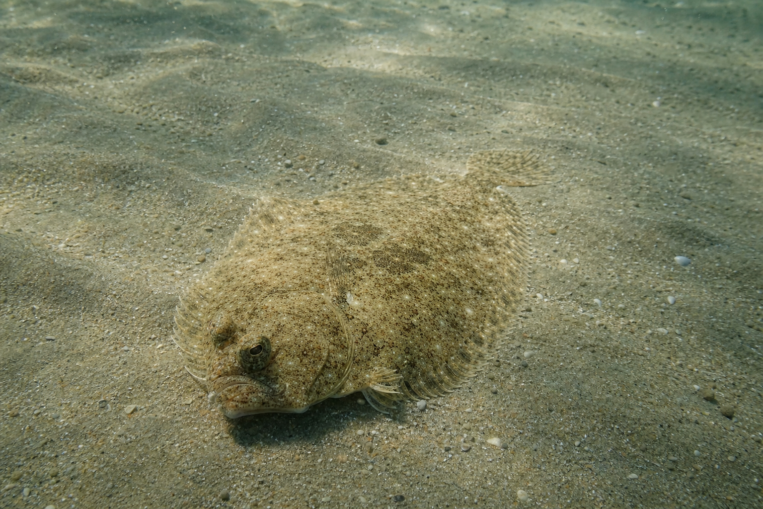 Flounder