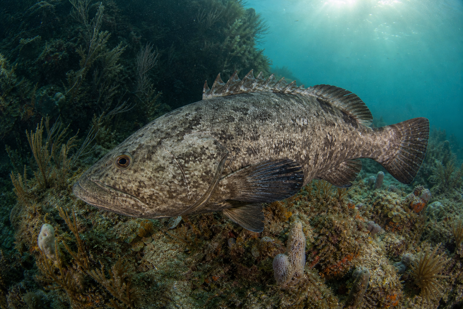 Gag Grouper