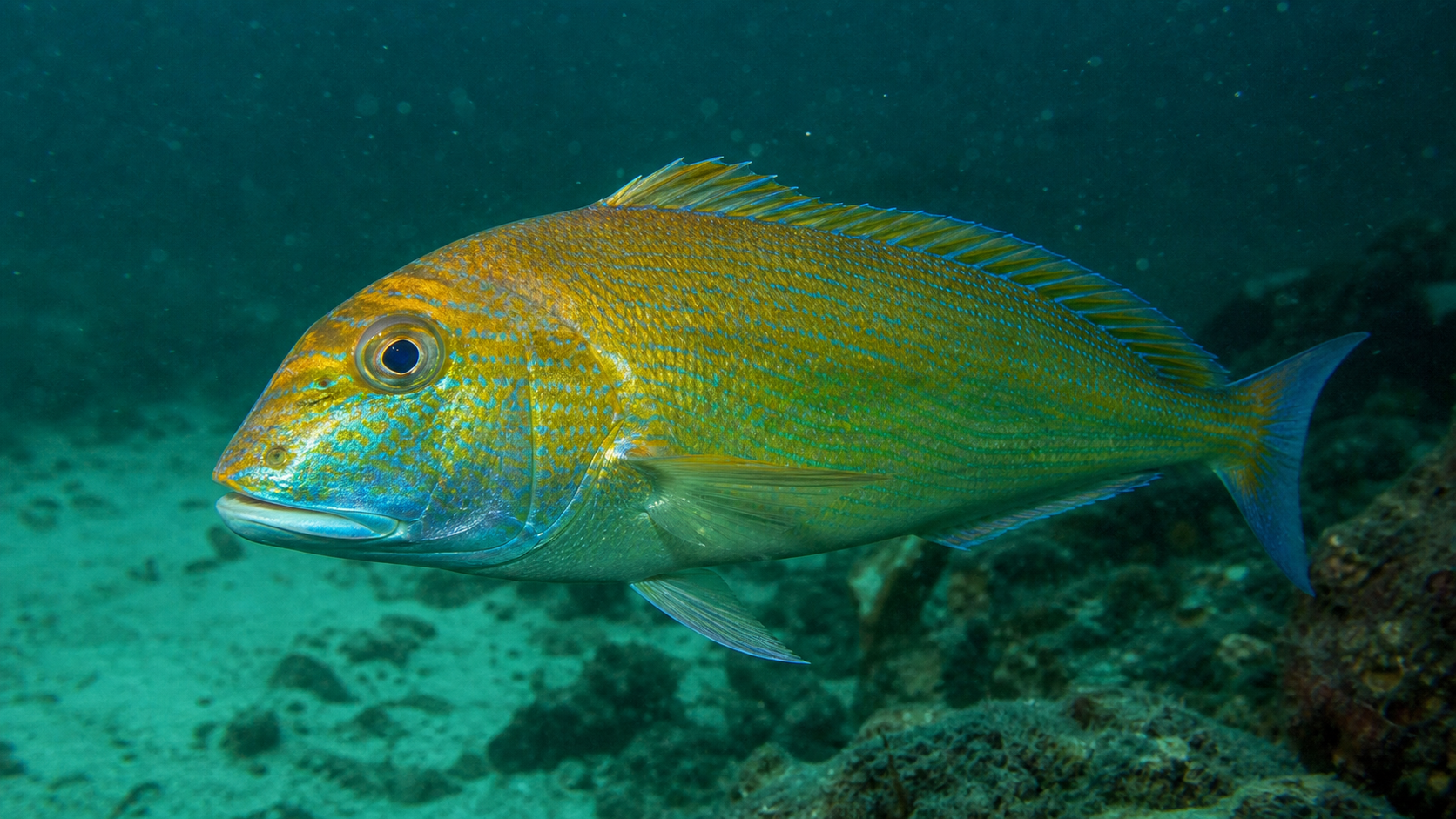 Golden Tilefish