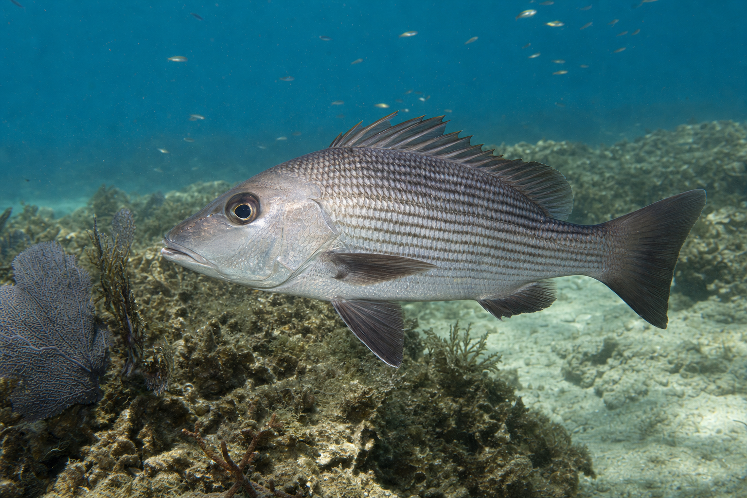 Gray Snapper