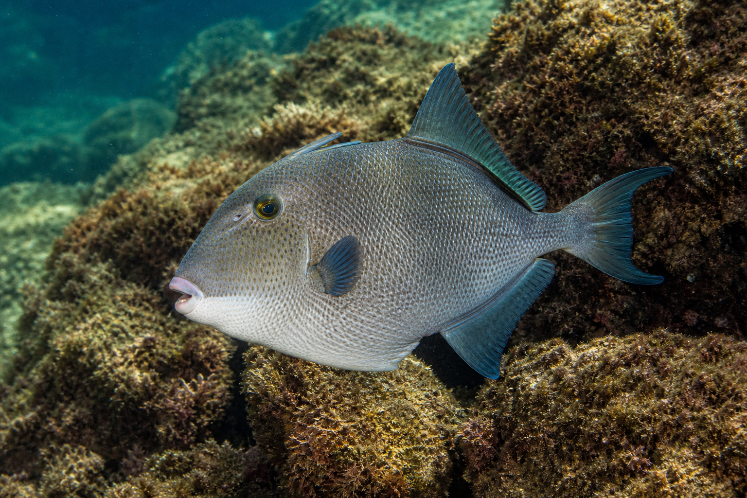 Gray Triggerfish