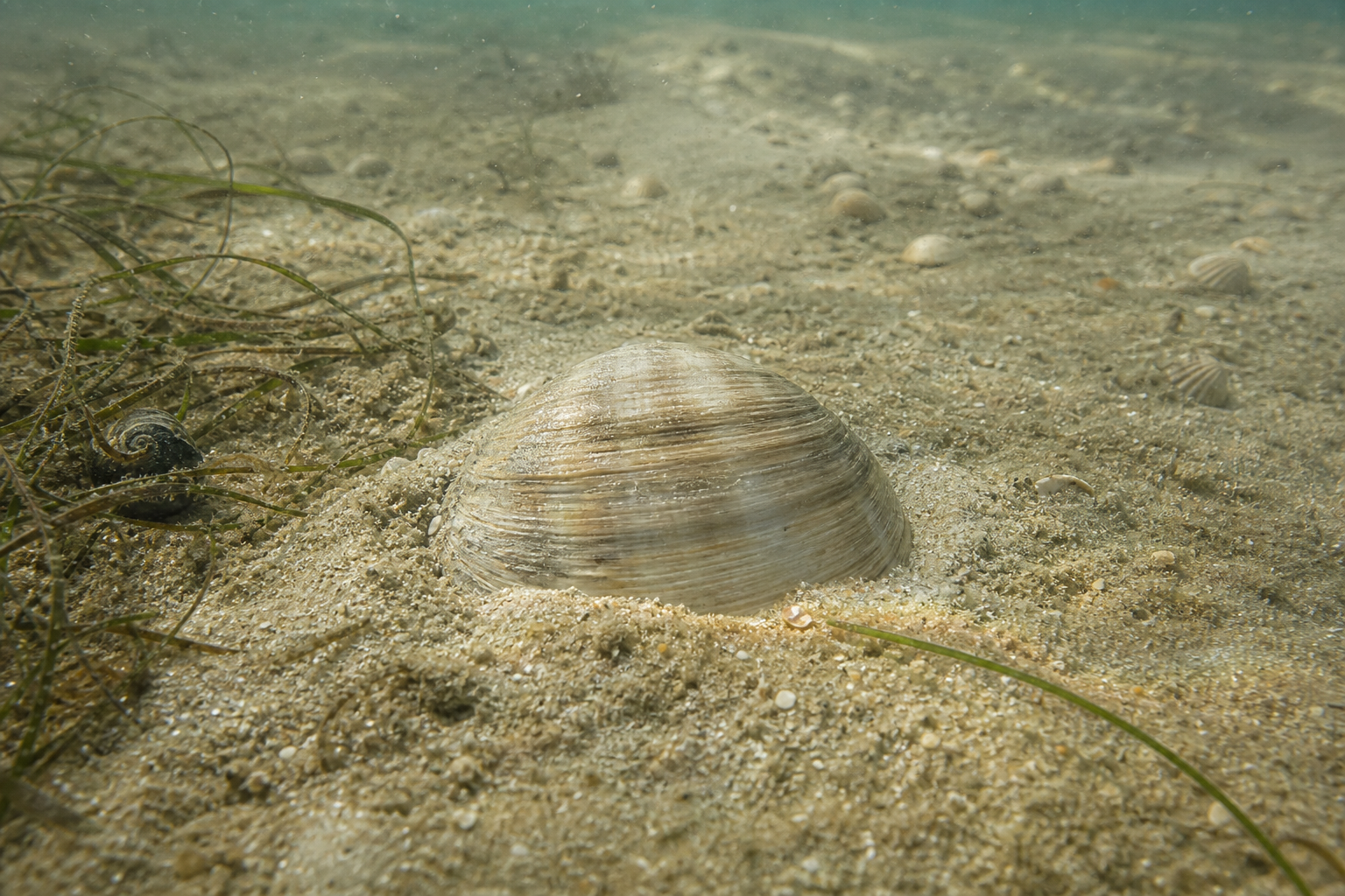 Hard Clam/Quahog