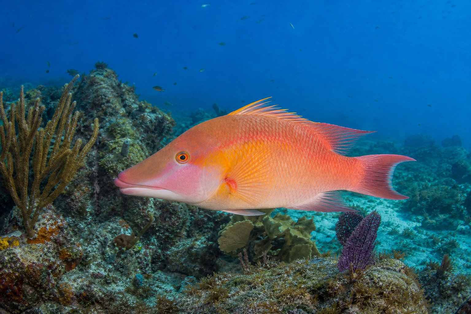 Hogfish
