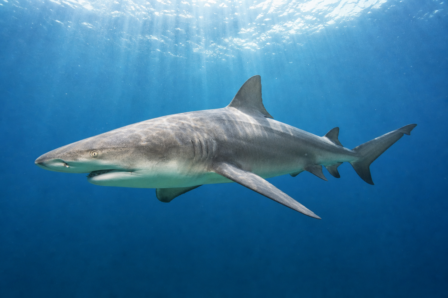 Lemon Shark