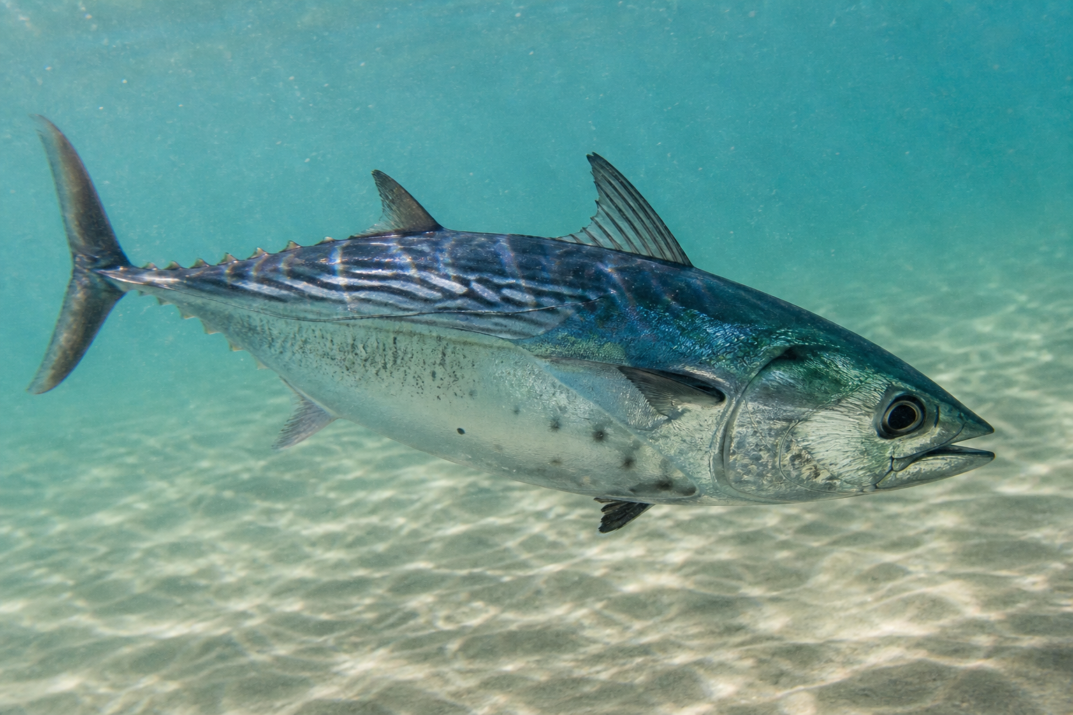 Little Tunny (False Albacore)