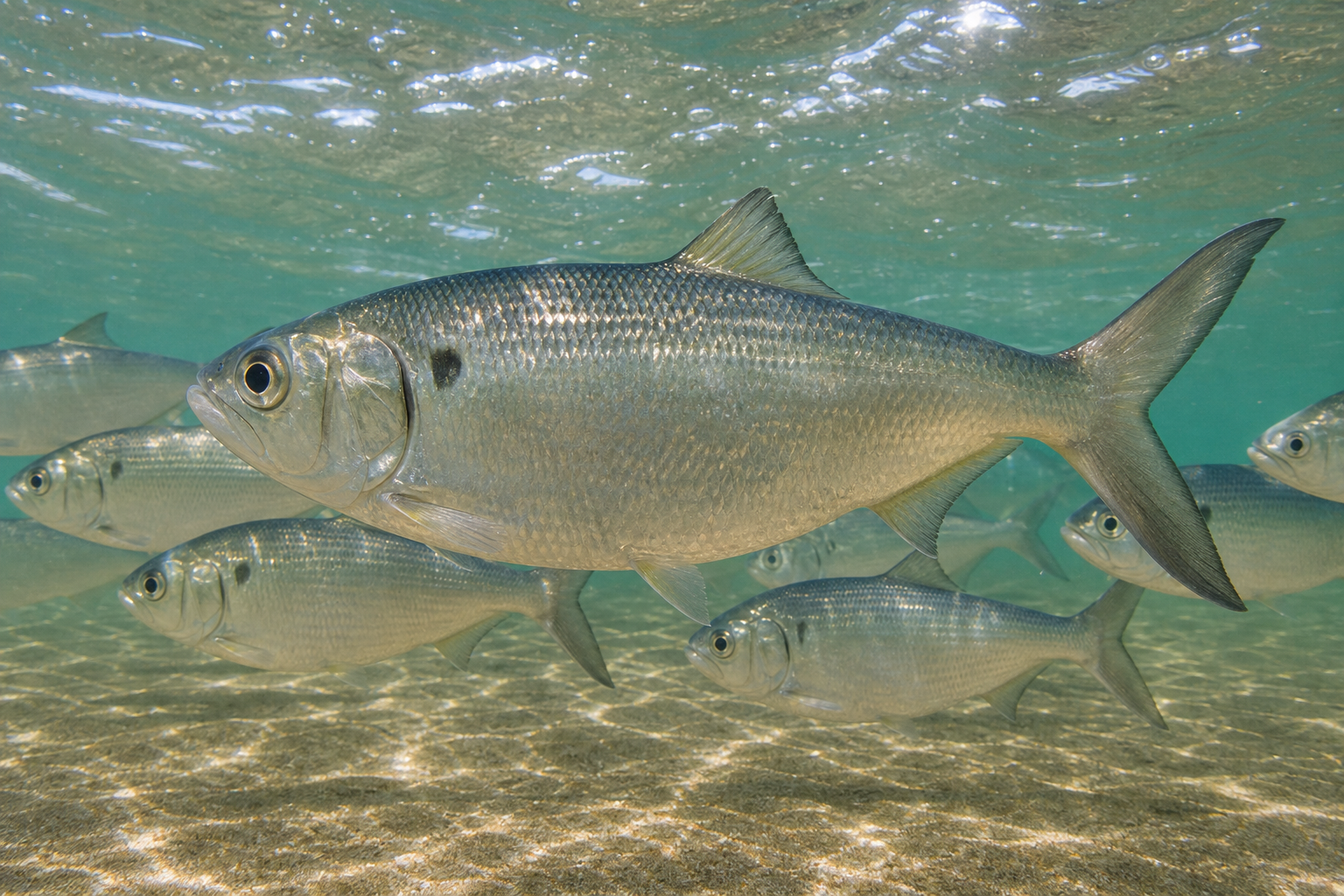 Menhaden (Pogy/Bunker)