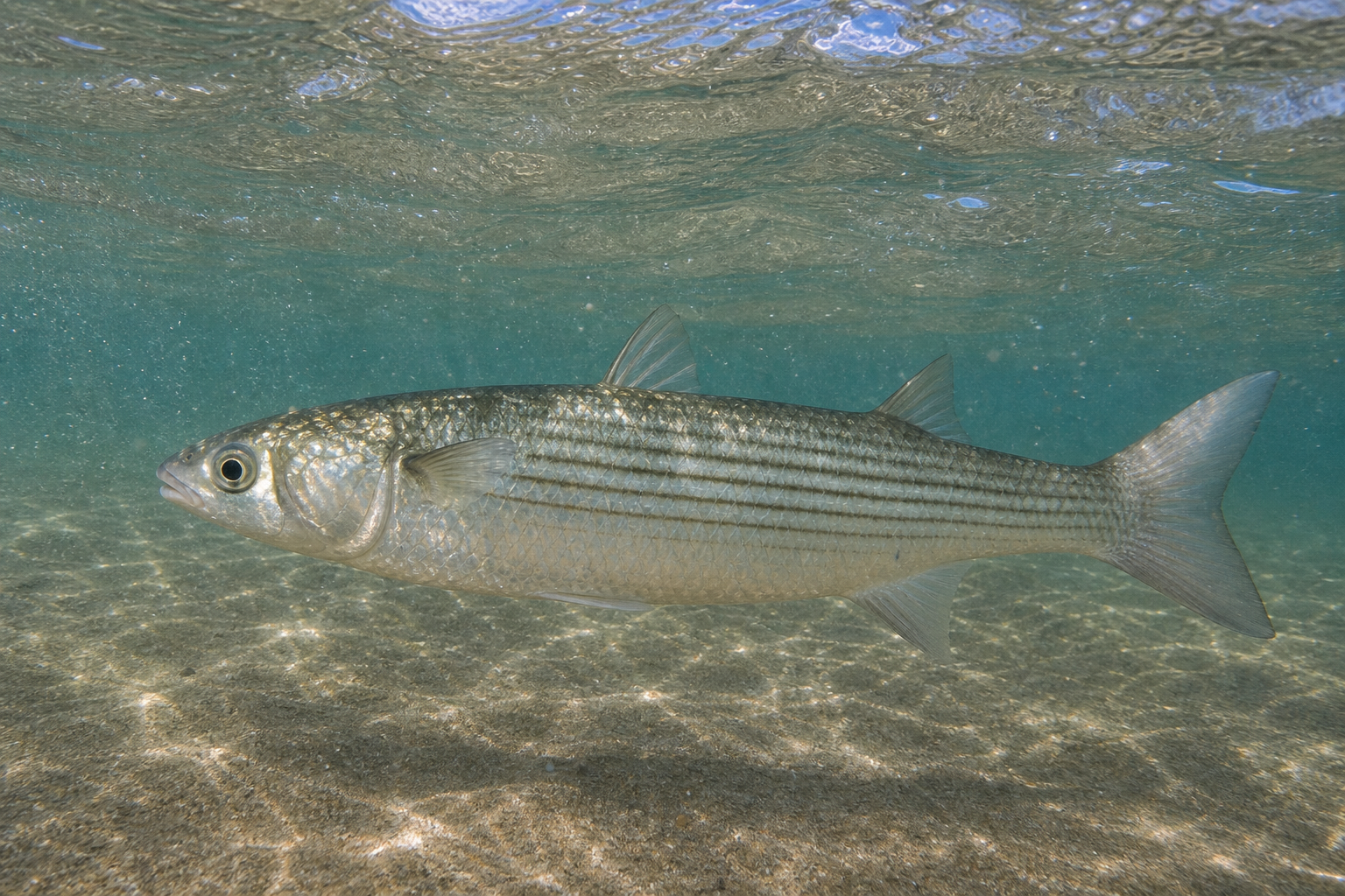 Striped Mullet