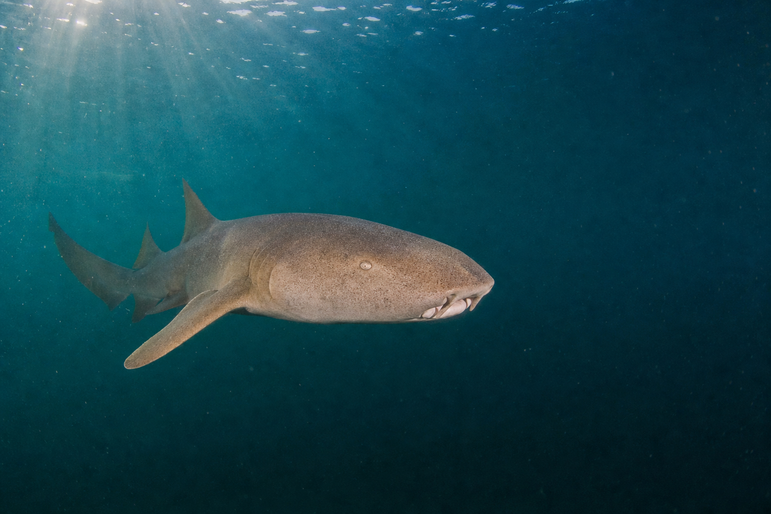 Nurse Shark