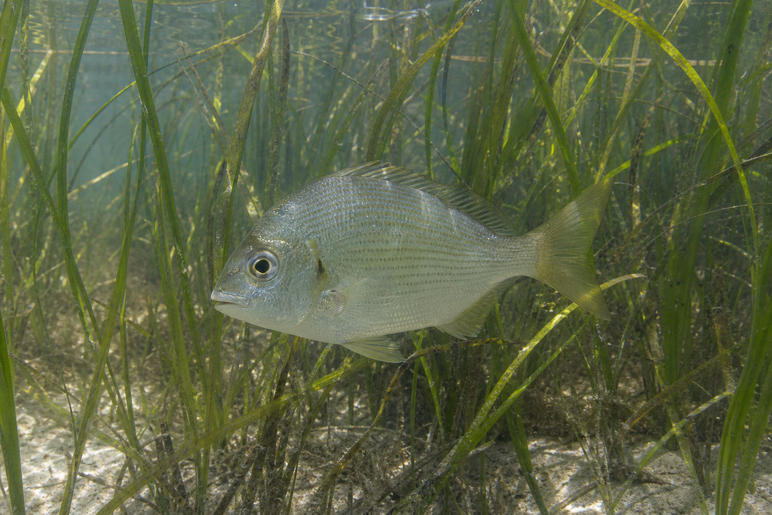 Pinfish