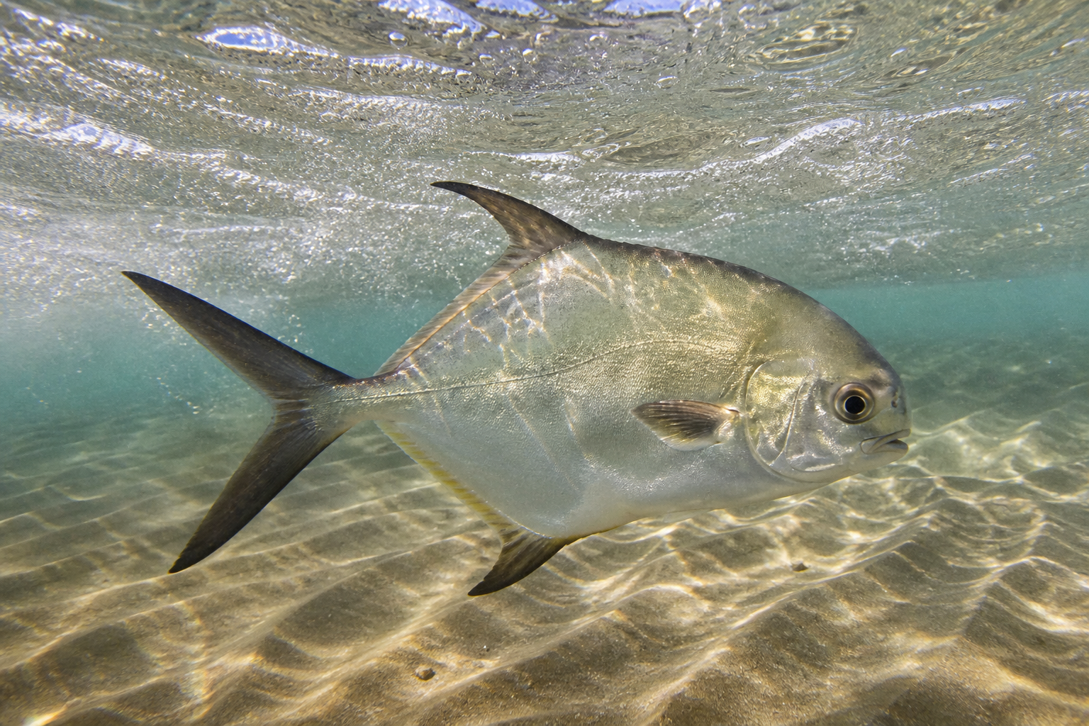 Florida Pompano