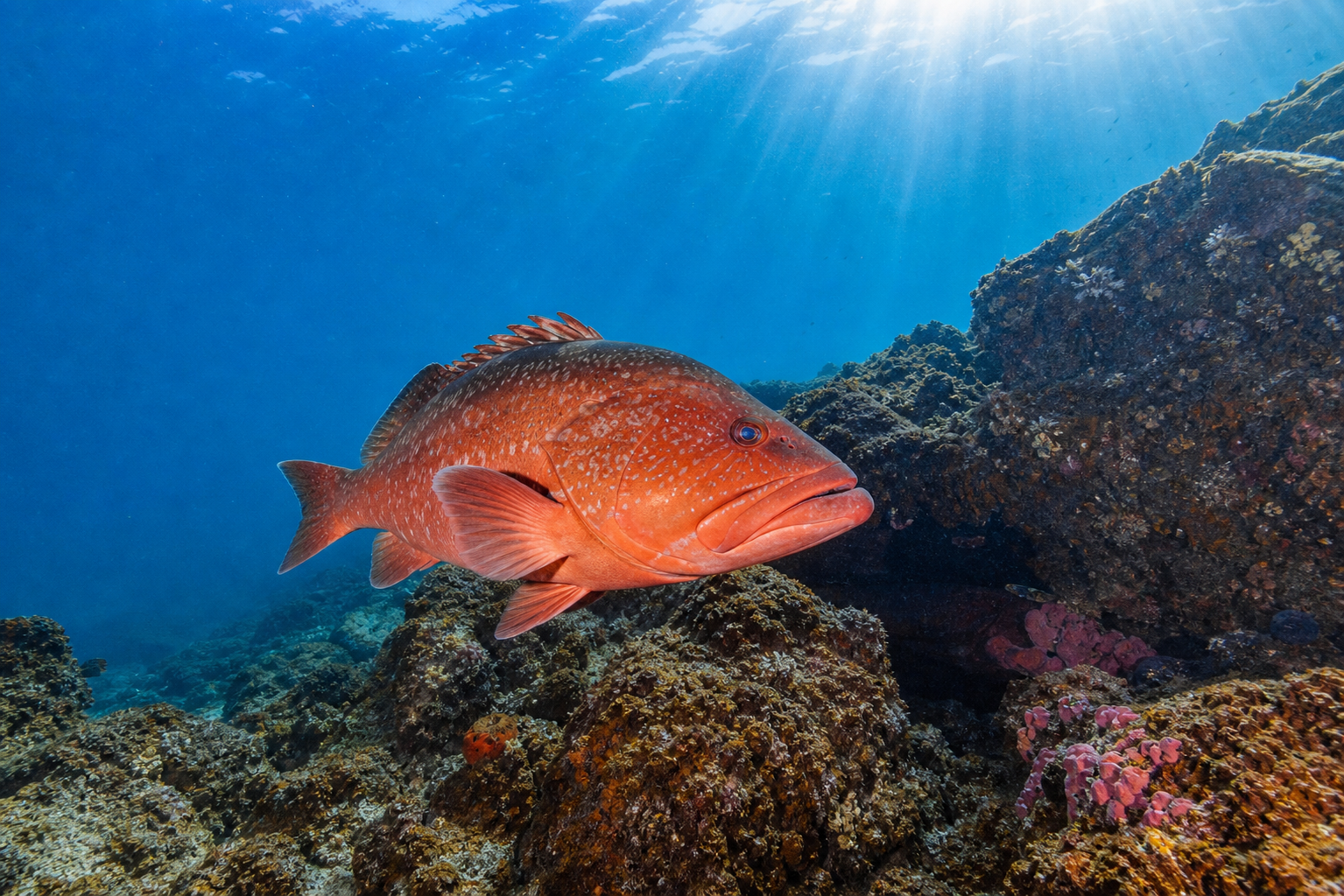 Red Grouper