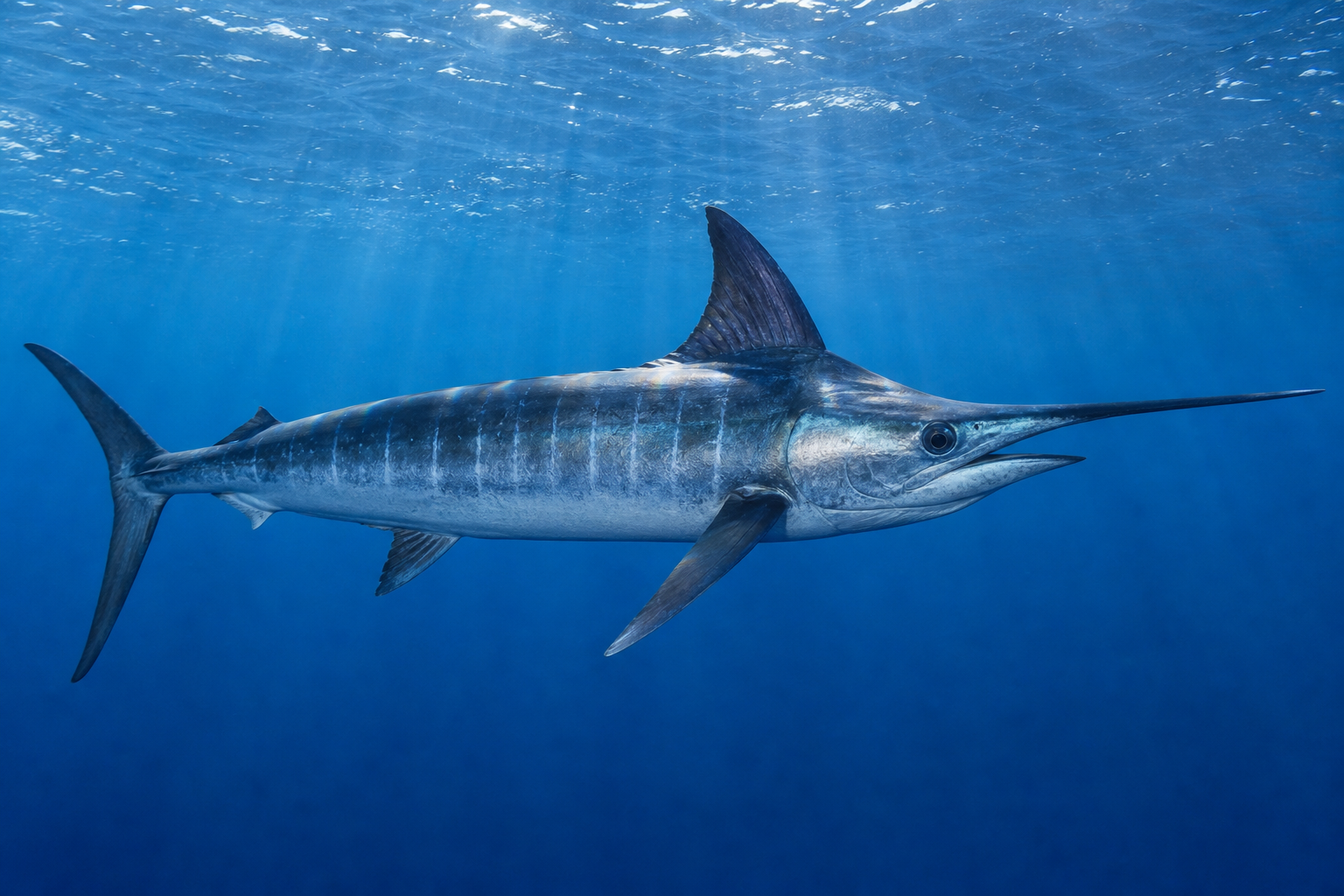 Atlantic Sailfish