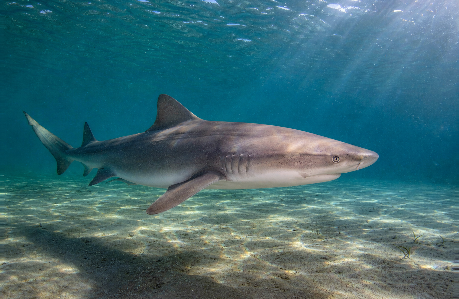 Sandbar Shark