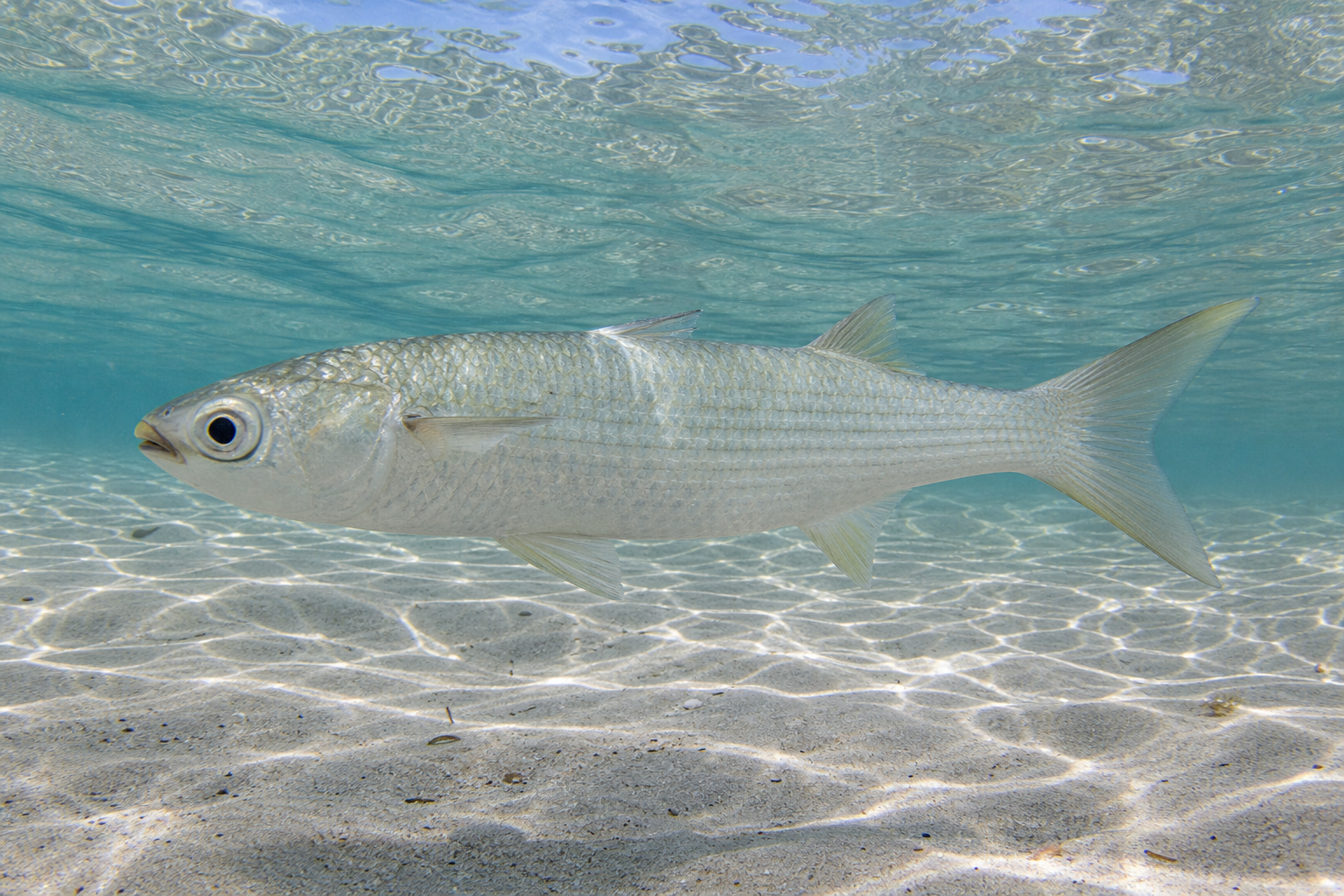 Sea Mullet