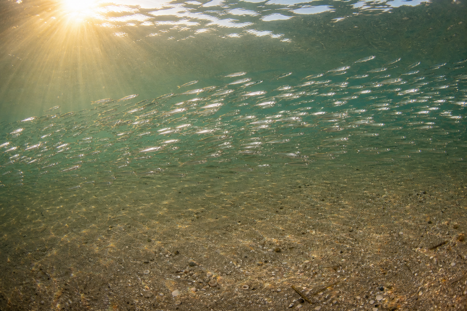 Silversides (Spearing)