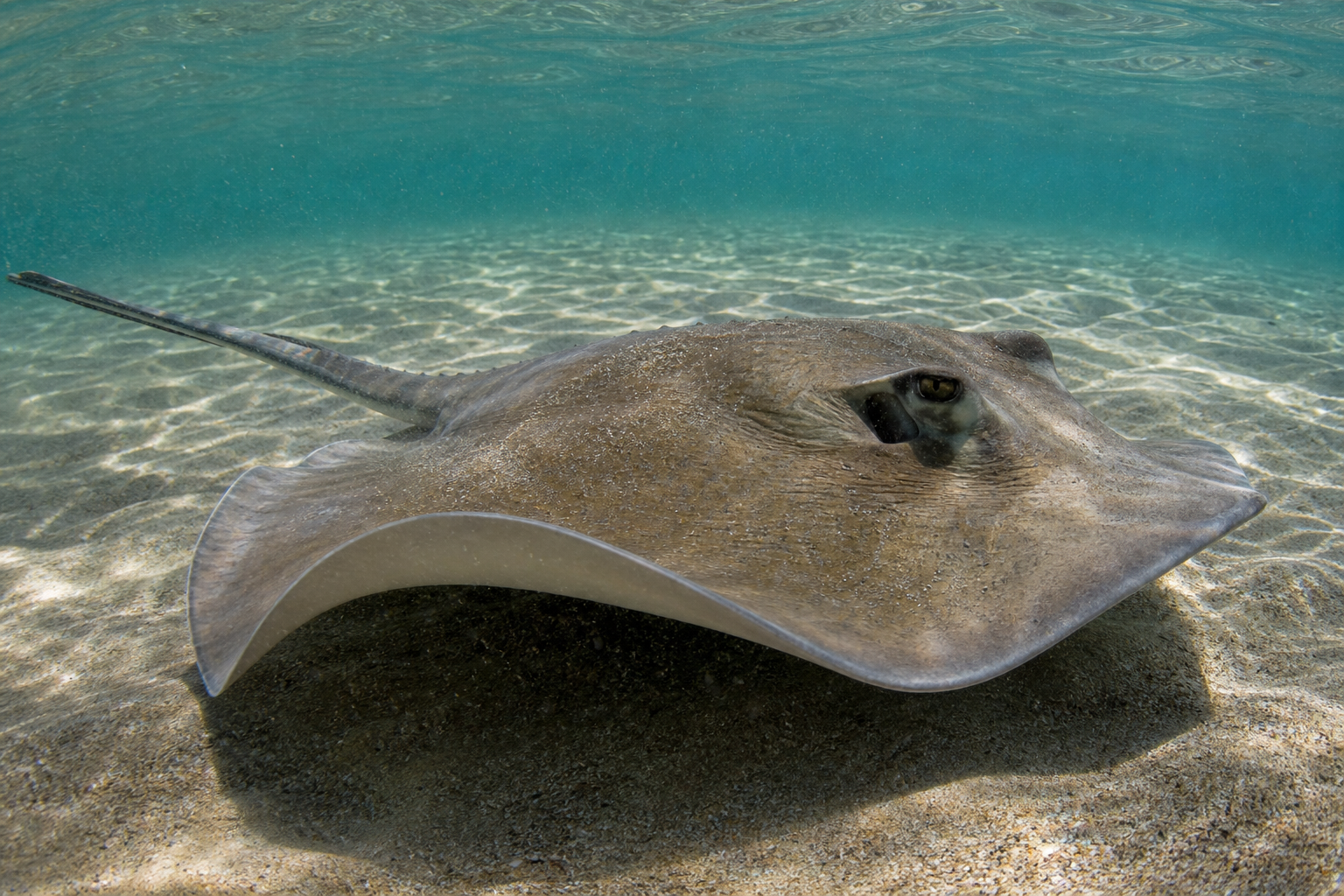 Clearnose Skate