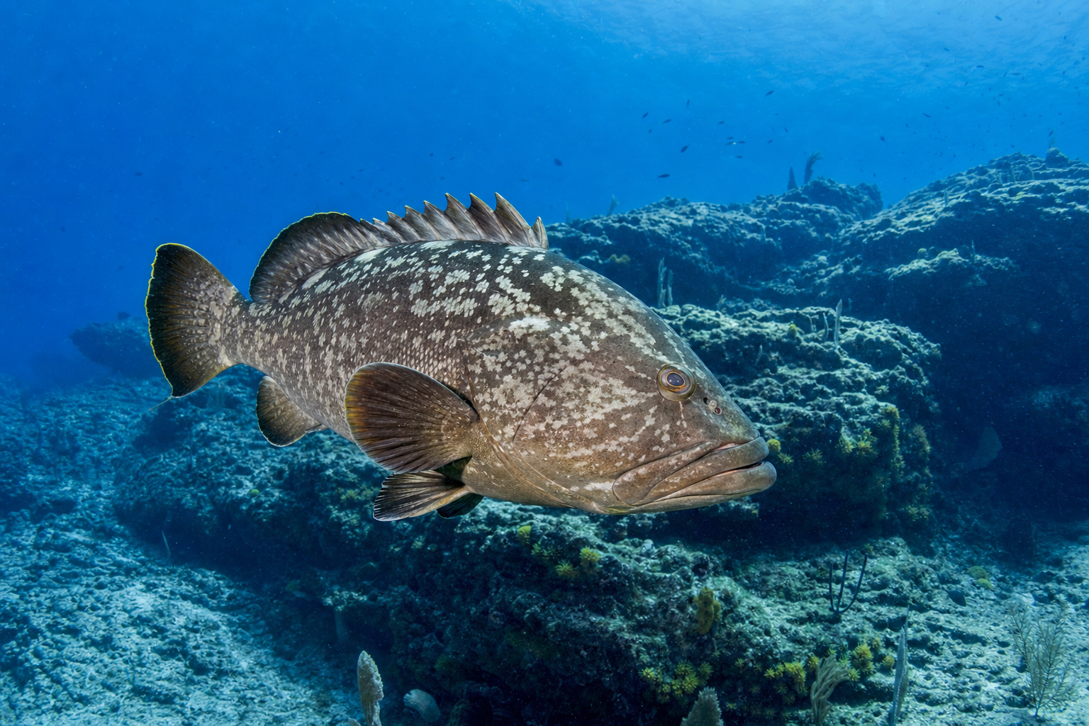 Snowy Grouper