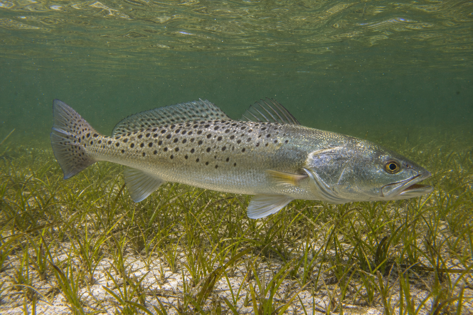 Speckled Trout