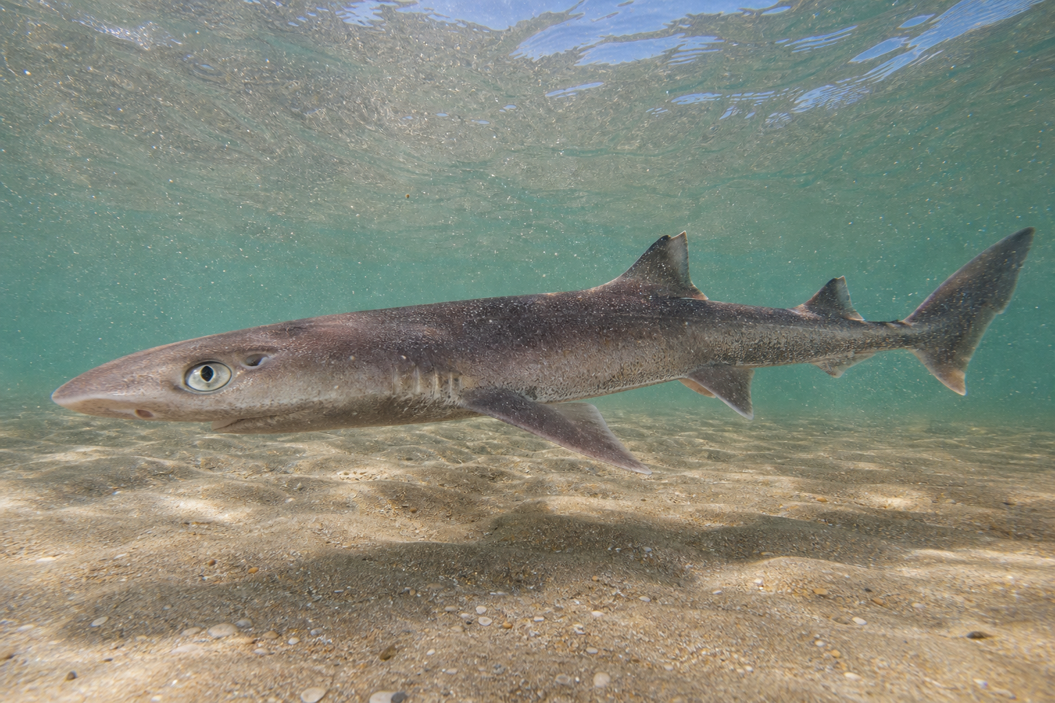 Spiny Dogfish