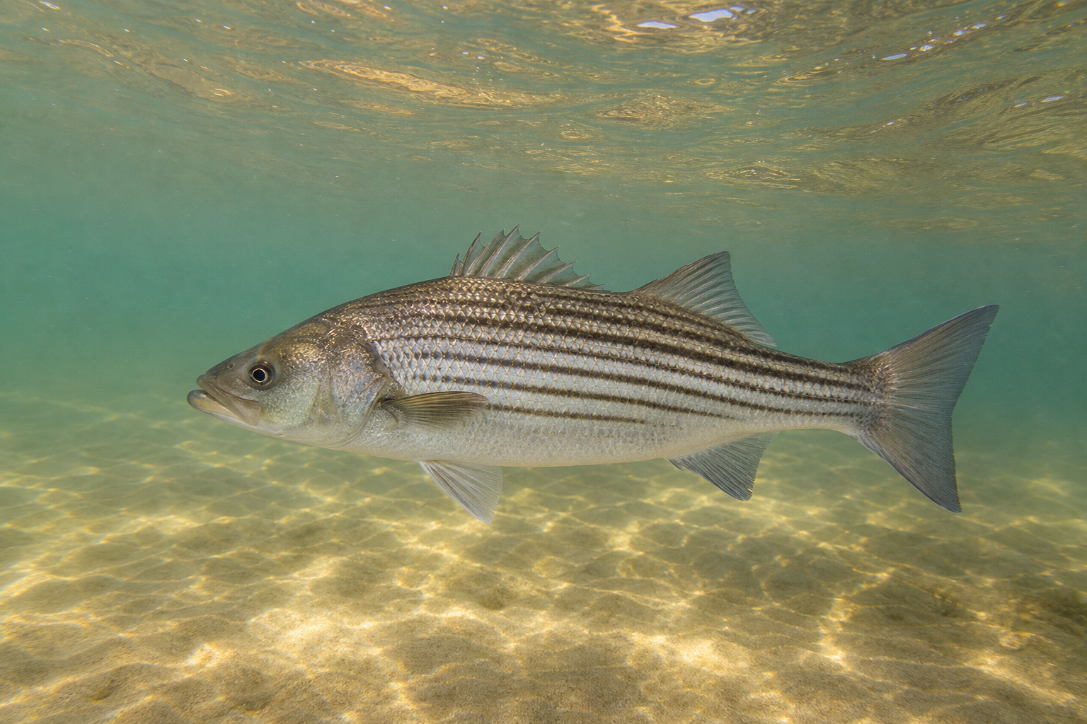 Striped Bass