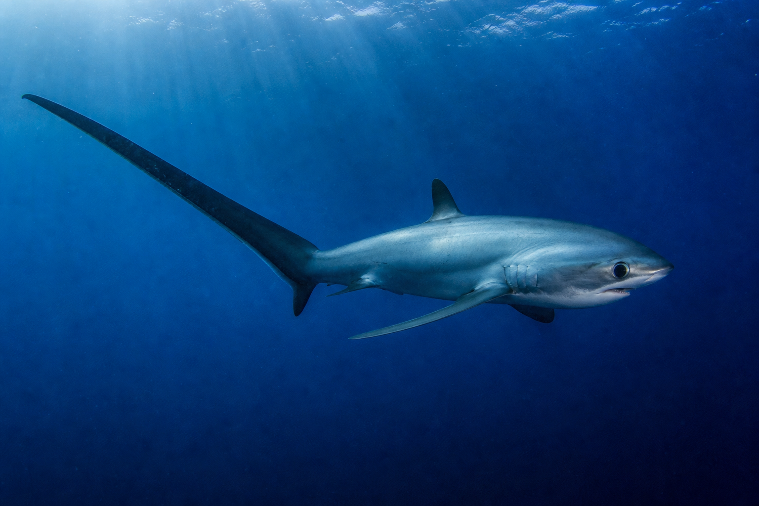 Thresher Shark