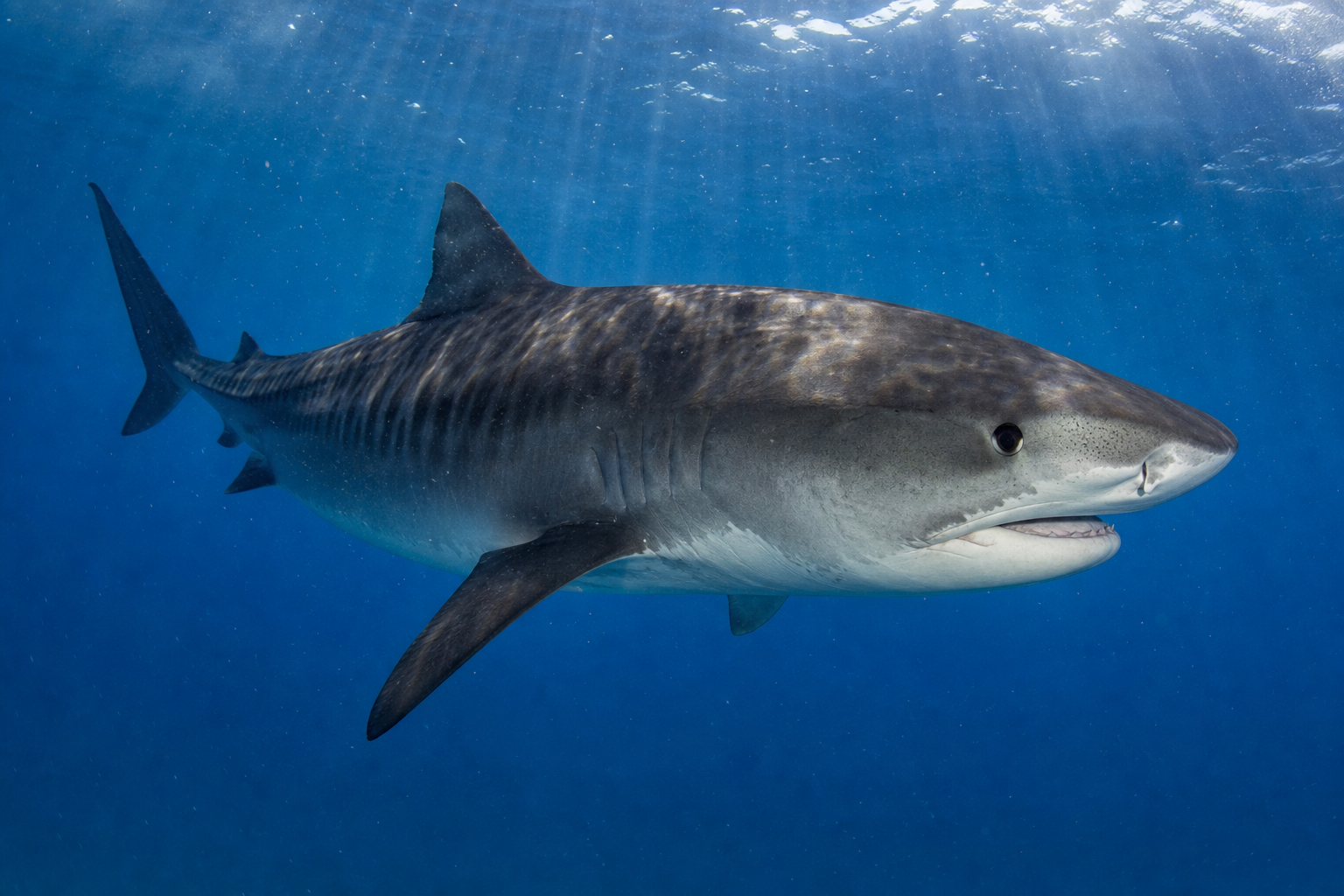 Tiger Shark