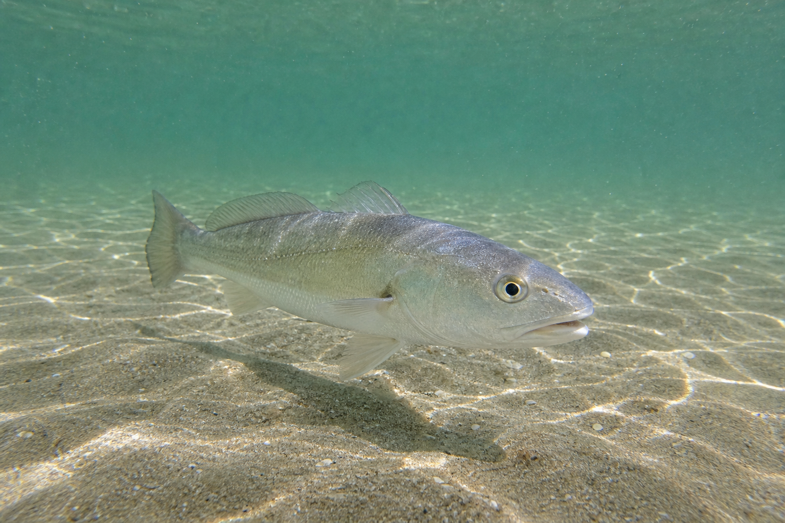 White Hake