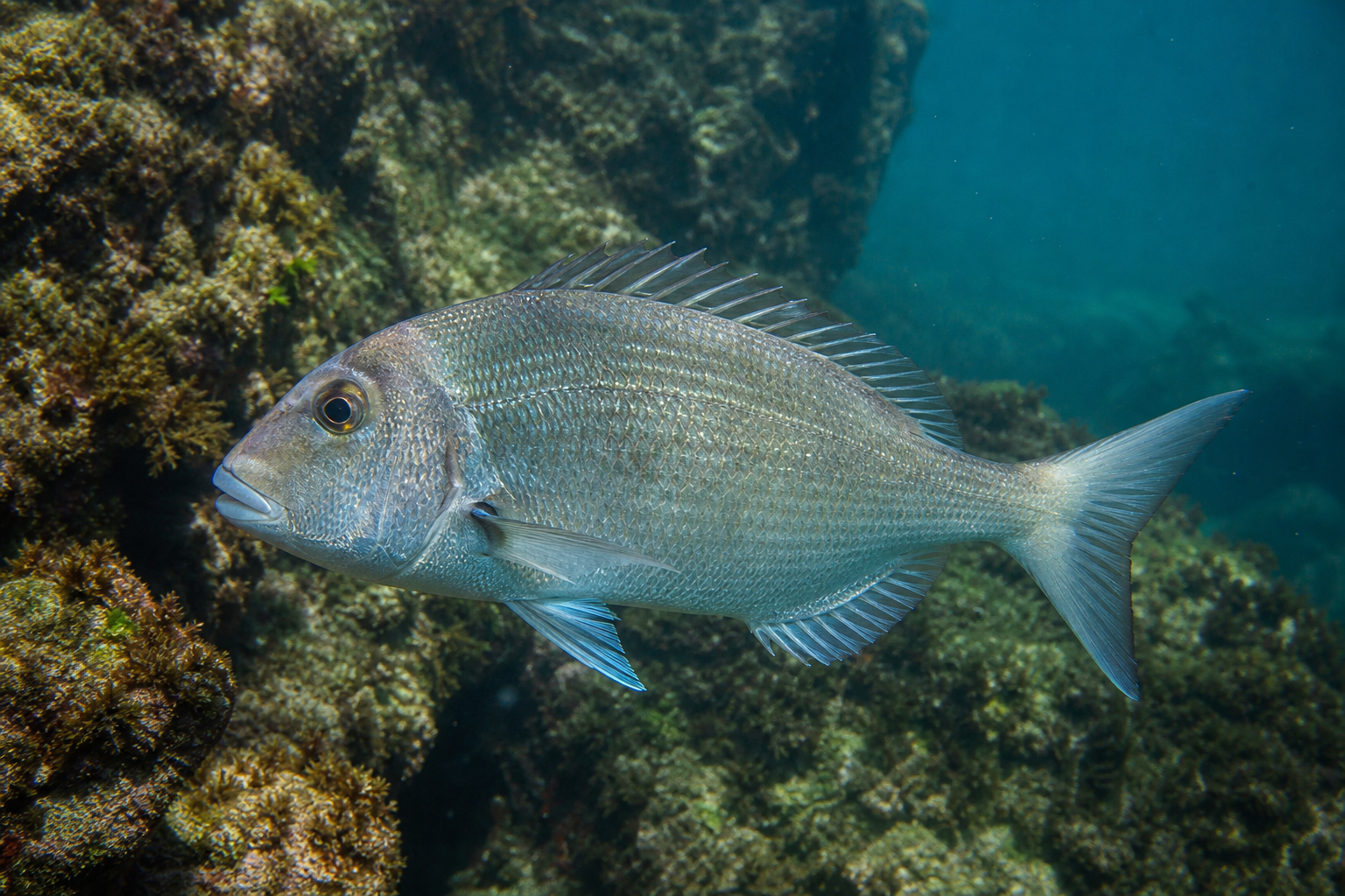 Whitebone Porgy
